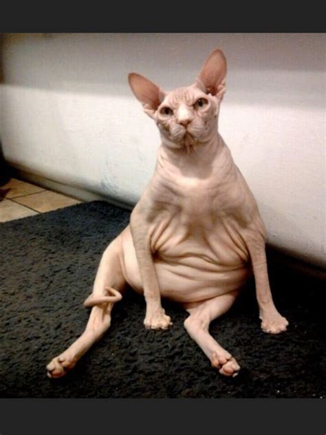 Hairless Cat Funny - Cat Mania