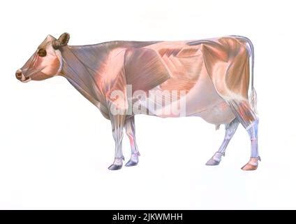 Cow anatomy with its muscular system Stock Photo - Alamy