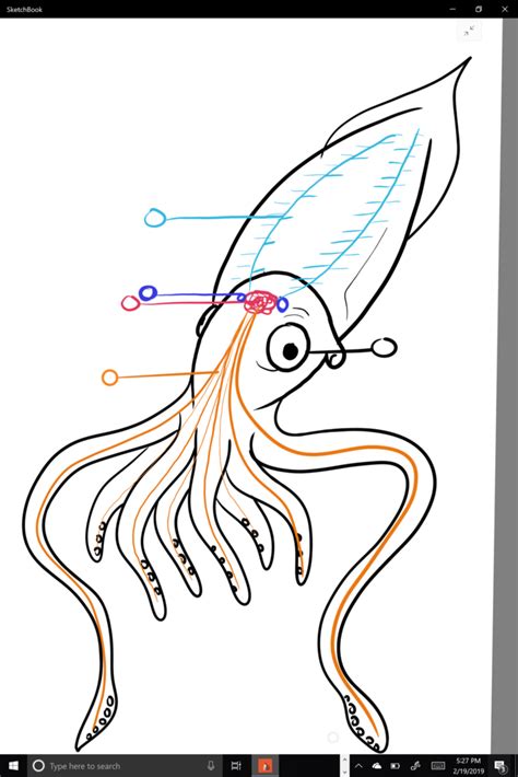 Mollusca: Squid Nervous System Diagram | Quizlet