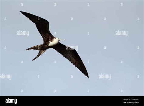 Magnificent Frigate Bird Fregata Magnificens Juvenile In Flight Stock