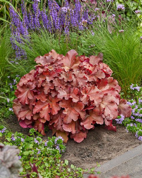 Purpurglöckchen Heuchera Boysenberry Bild kaufen 13702280