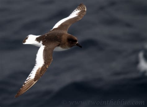 Antarctic Petrel – Thalassoica antarctica | two in the blue