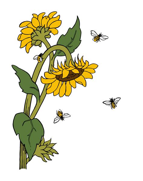 Sunflowers Bees Illustration Free Stock Photo Public Domain Pictures