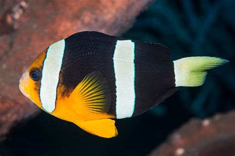 Poisson Clown De Clark Amphiprion Clarkii Fiche Poissons