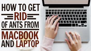 How To Get Rid Of Ants From Mac Book And Laptop Pests Control