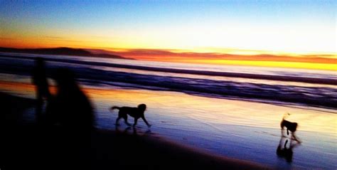 Best Pet-Friendly Hotels in Carmel! - Girl Who Travels the World