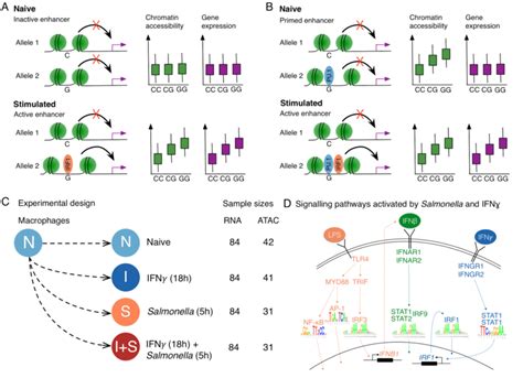 Regulation Of Gene Expression In Macrophage Immune Response A