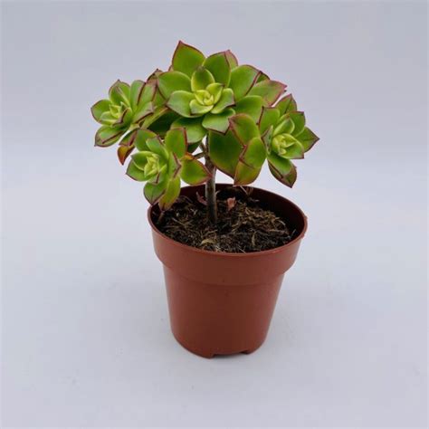 aeonium kiwi - Gibral Flora Flowers