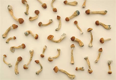 Magic Mushroom Strains - 1UpMaps Psychedelics