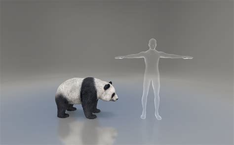 Велика панда - 3D-сцена - Цифрова освіта та навчання від Mozaik