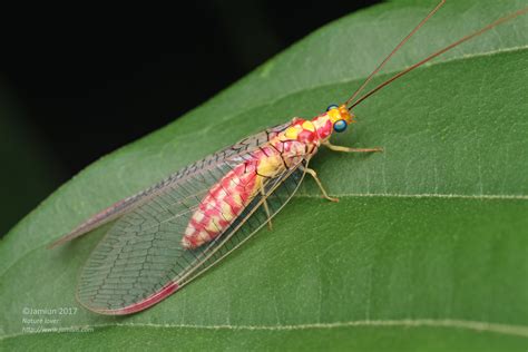 Lacewing - Jamiun's Photography