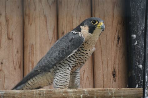 Japanese Peregrine Falcon Falco Peregrinus Japonensis Zoochat