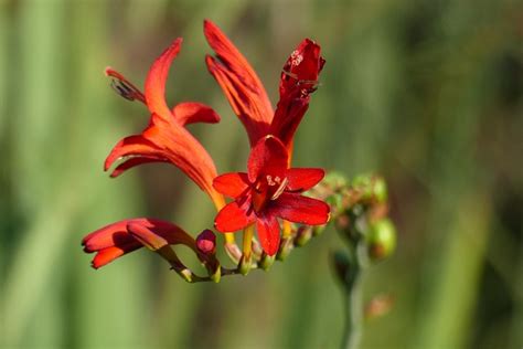Flowers Montbretia Bloom - Free photo on Pixabay - Pixabay