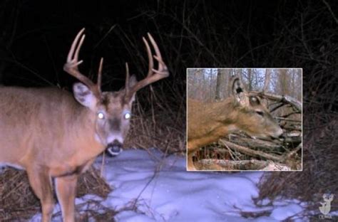 When Do Whitetail Deer Lose Their Antlers What You Need To Know