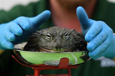 London Zoo begins annual weigh-in of 560 species and it's tipping the ...