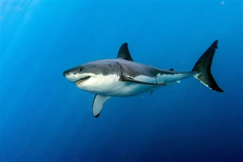 Great White vs Bull Shark: What's the Difference? - American Oceans