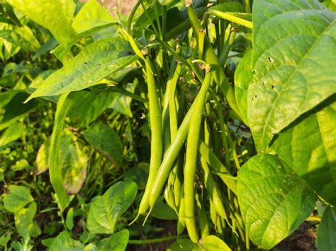 introduction  green beans food gardening network