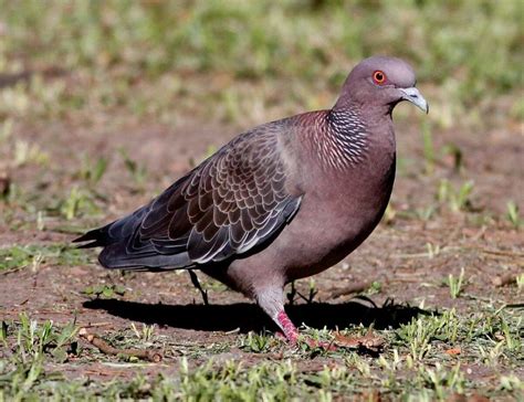 Gambar Burung Dara Merpati Dan Sejenisnya Alihamdan