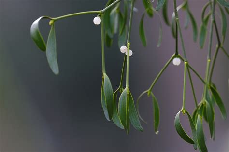 Viscum Album Mistletoe Plant Free Photo On Pixabay Pixabay