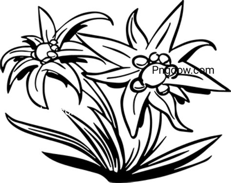 Edelweiss Png Image With Transparent Background Edelweiss Png 2