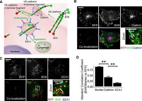 The VE Cadherin Cytoplasmic Domain Undergoes Proteolytic Processing