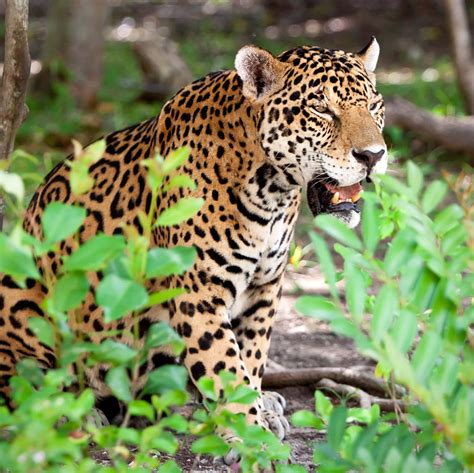 Download The fast and luxurious Jaguar | Wallpapers.com