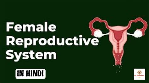 Female Reproductive System In Hindi Obstetrics And Gynaecology Youtube