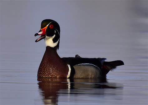 Outdoor Illinois Journal The Wood Duck A Conservation Success Story