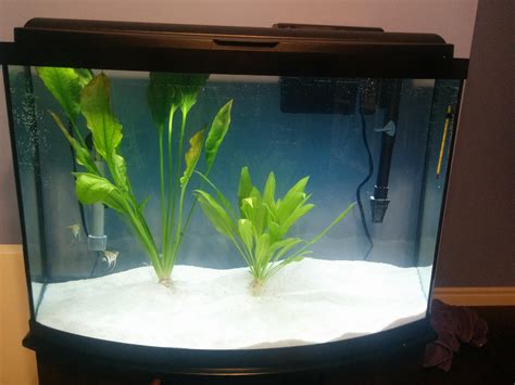 My New Gallon Bowfront Angelfish Aquarium What Do You Think R