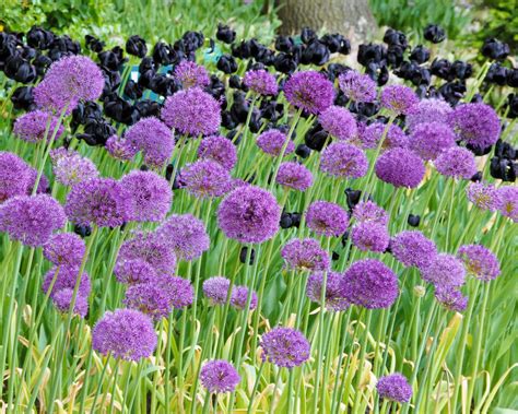 Allium planting instructions / How to plant Allium bulbs — Farmer Gracy