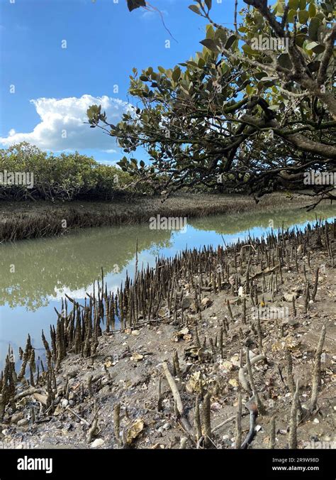 Árboles De Manglar Jóvenes Verdes Y Pnematóforos Raíces Que Crecen De Abajo Hacia Arriba Para