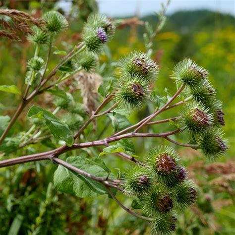 La Vida Silvestre De RikenMon Lampazo Arctium Lappa