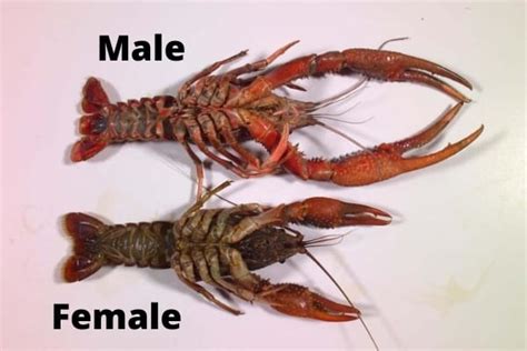 Crayfish Sexing: How to Determine the Gender of Your Crayfish – Acuario Pets