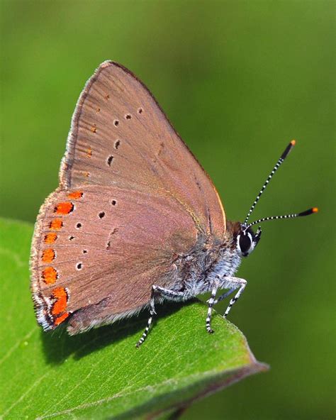 BirdsEye Photography: Review Photos