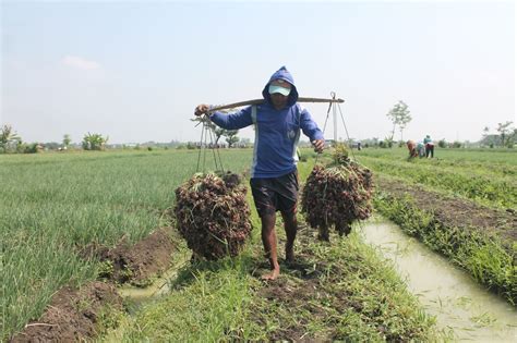 Petani Beli Pupuk Bisa Pakai Ktp Jatengdaily