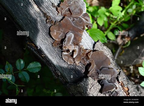 Jews Ear Wood Ear Auricularia Auricula Hirneola Polytricha Jelly