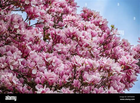 Baum Mit Magnolienblüten Magnolien Magnolia Tulpen Magnolie Magnolia