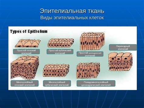 Презентация Анатомия физиология человека