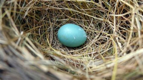 Reconna Tre Les Ufs Des Oiseaux