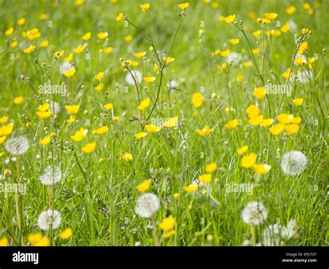 Wild Wachsen Mit Butterblumen Fotos Und Bildmaterial In Hoher