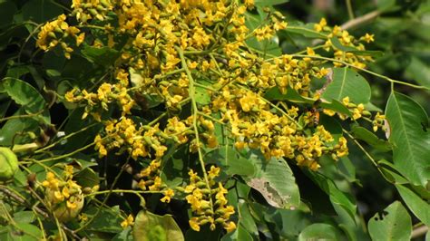 Pterocarpus Marsupium Eflora Of India