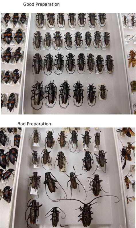 How To Prepare Insect Specimens