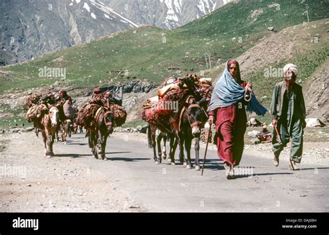 Kashmiri nomads from the Bakarwhal tribe moving their flocks to high ...