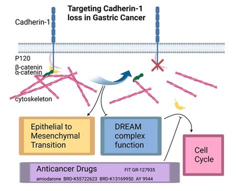 Jpm Free Full Text Landscape Of Druggable Molecular Pathways Downstream Of Genomic Cdh1