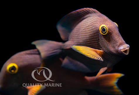 Herbivorous Fish Feeding With Nutramar Quality Marine