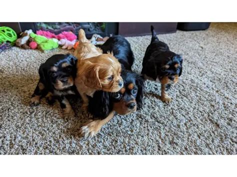 3 purebred King Charles Spaniel puppies for sale in Washington ...