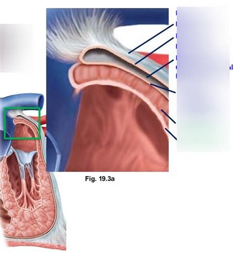 Layers of the Heart Diagram | Quizlet