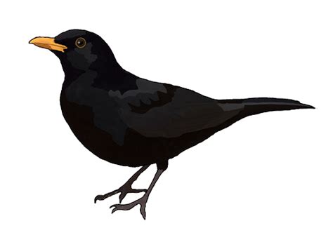 Common Blackbird PNG Images Transparent Free Download