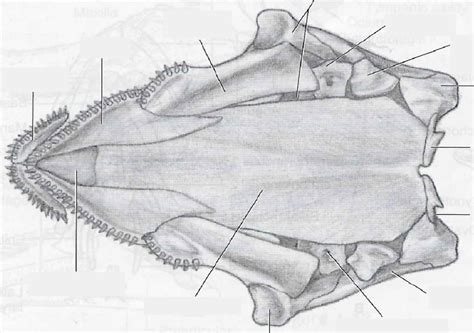 Necturus Skull Ventral View Diagram Quizlet