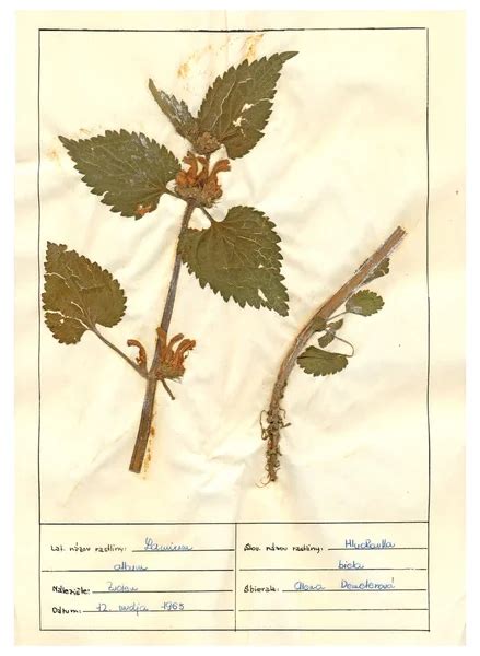 Picture: herbarium file | Scanned herbarium sheets - herbs and flowers ...